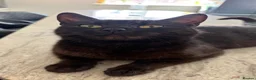 Mixed Breed cats for sale: Mother cat and three kittens  - Advert 2