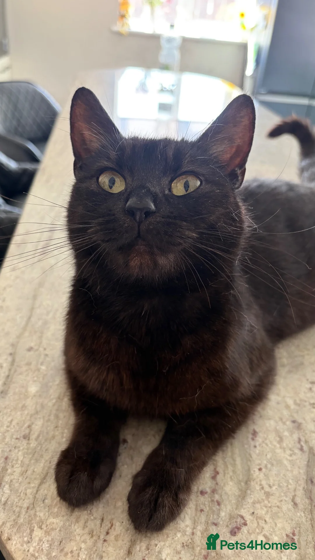 Mixed Breed cats for sale: Mother cat and three kittens  - Advert 2