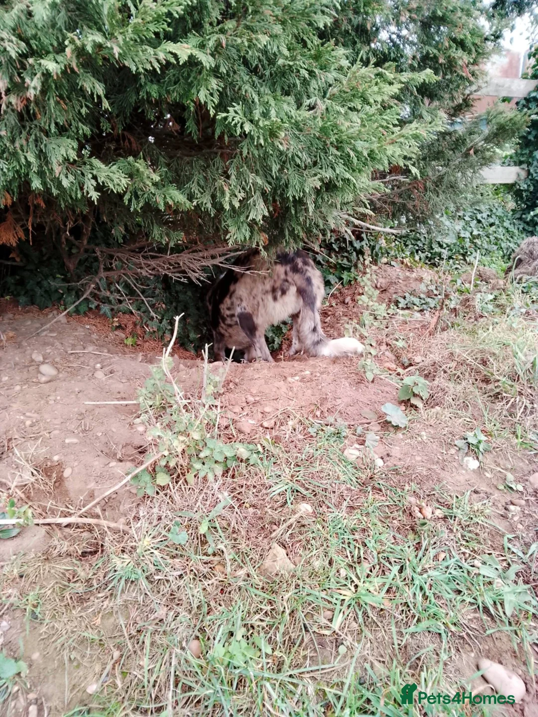 Lurcher dogs for sale: Lurcher for sale  - Advert 2