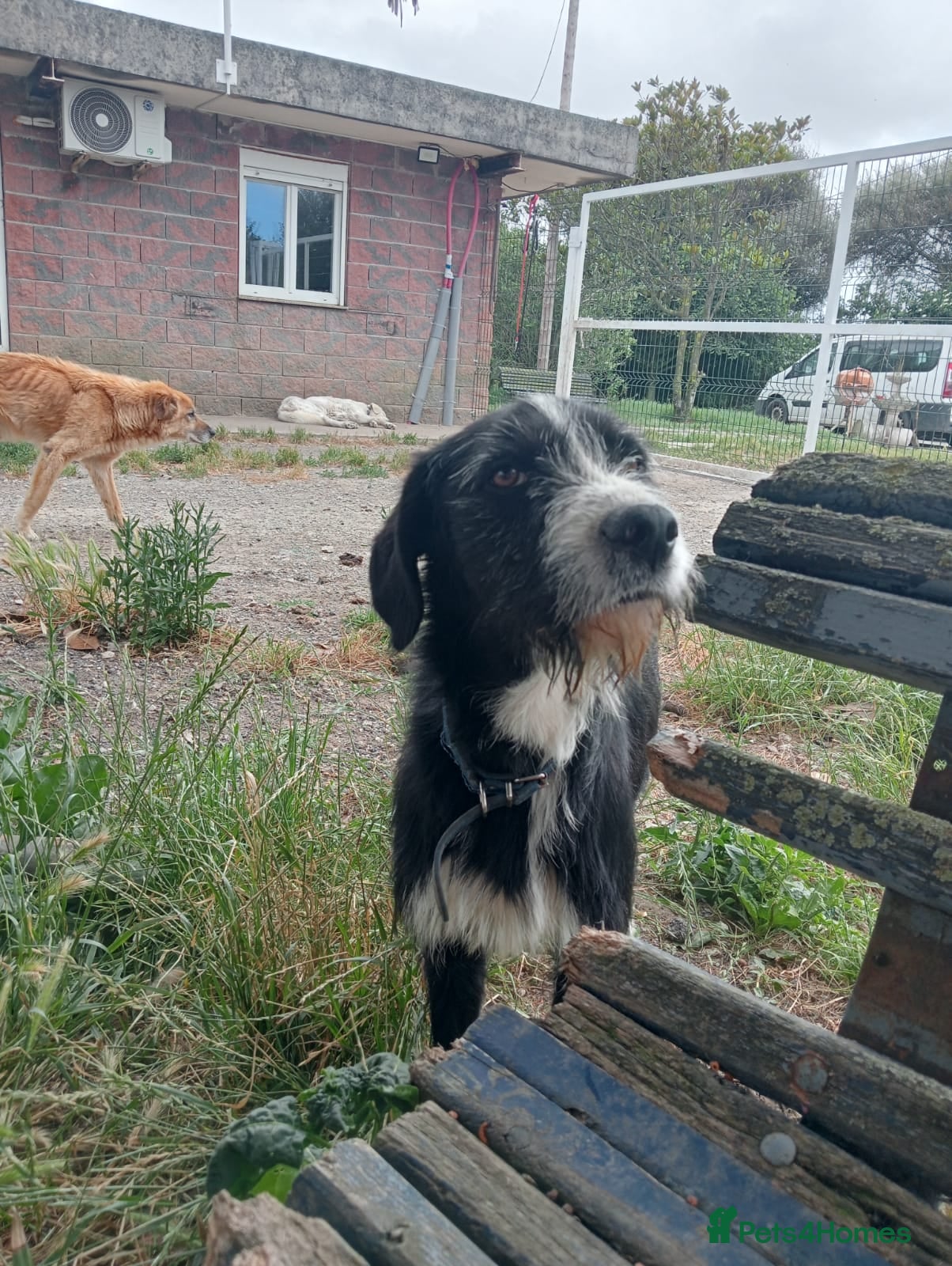Mixed Breed dogs for adoption: Dracaris in Alfreton - Advert 3