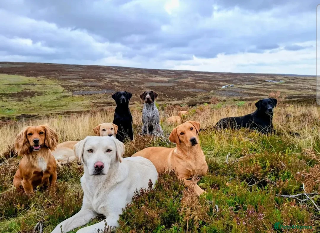 Labrador Retriever dogs for sale: Thistlerun vixen fully trained gundog  - Advert 4