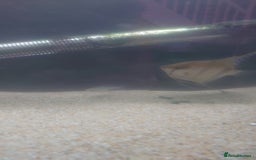 Turtle reptiles for sale: 2x Musk Turtle (Females) & Set Up - Image 10