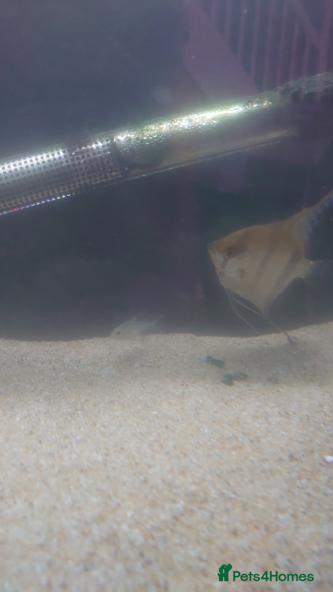 Turtle reptiles for sale: 2x Musk Turtle (Females) & Set Up - Image 10