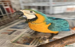 Macaws birds for sale: Hand reared blue & gold Macaw Chick - Image 16