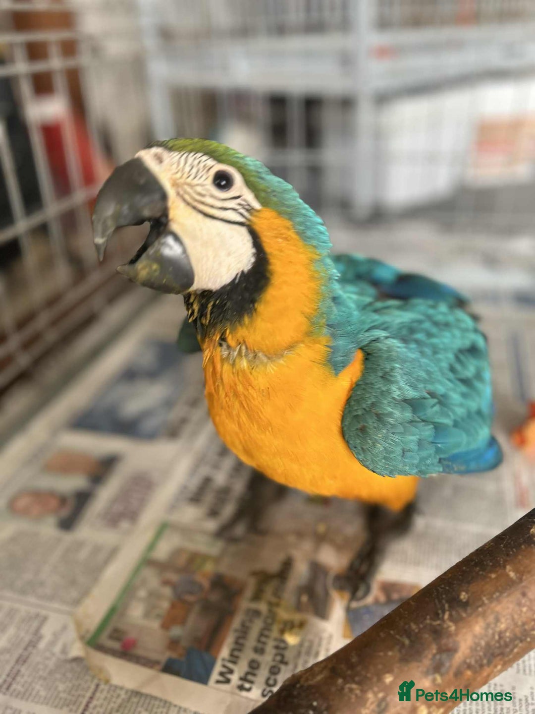 Macaws birds for sale: Hand reared blue & gold Macaw Chick - Image 16