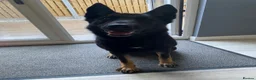 German Shepherd dogs for sale: German Shepard  in Chesterfield - Advert 9