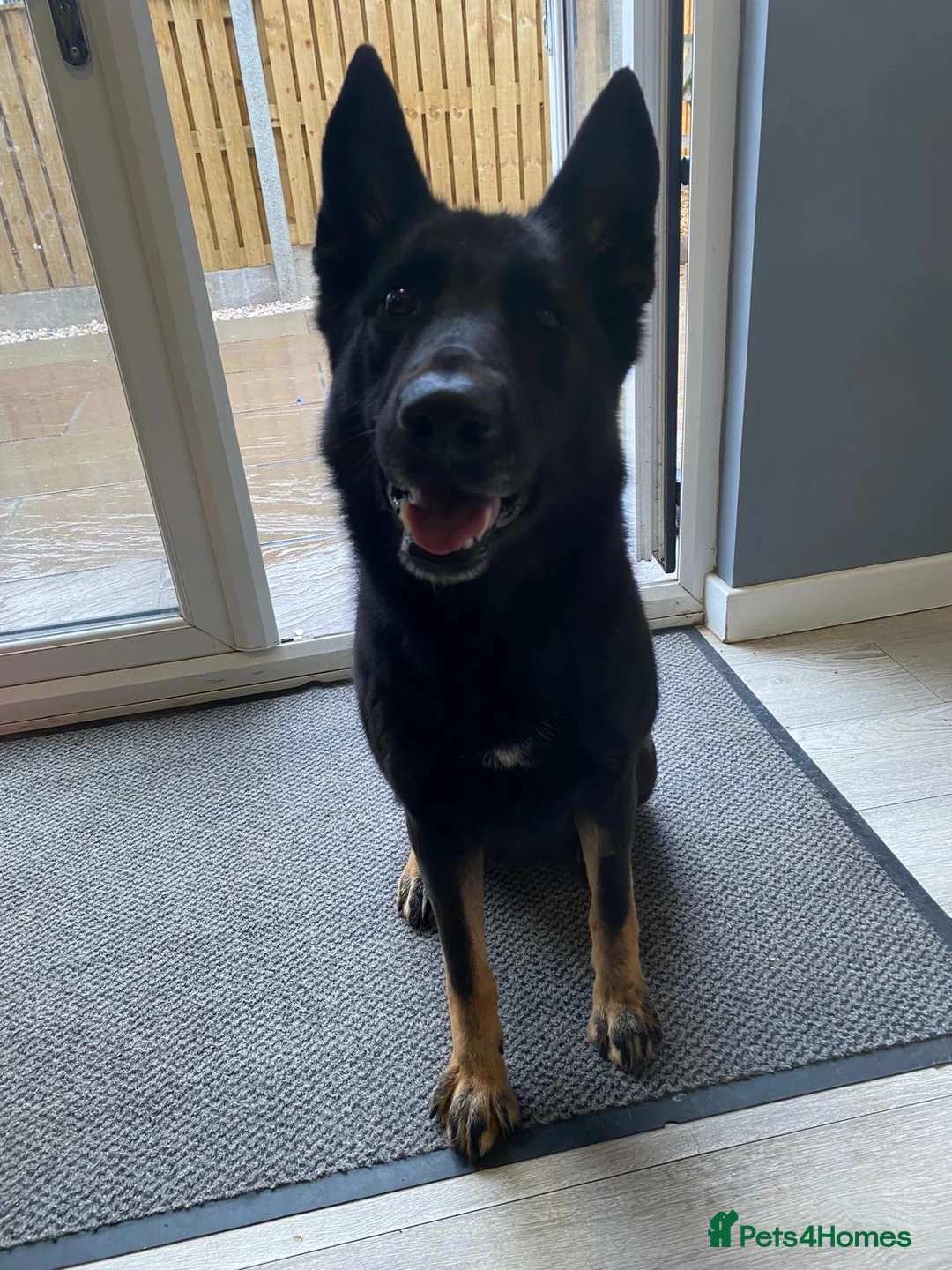 German Shepherd dogs for sale: German Shepard  in Chesterfield - Advert 9