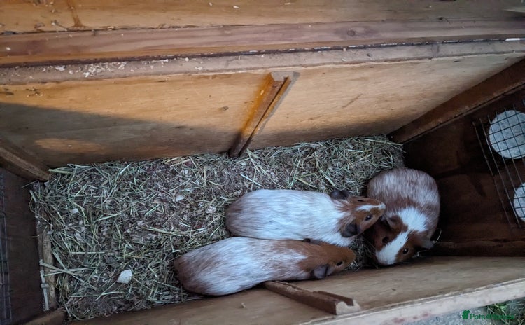 Guinea Pig rodents Guinea pigs and rabbits  - Advert 19