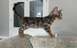 Bengal cats for sale: Adorable Female Blue Bengal Kitten TICA REG - Image 12