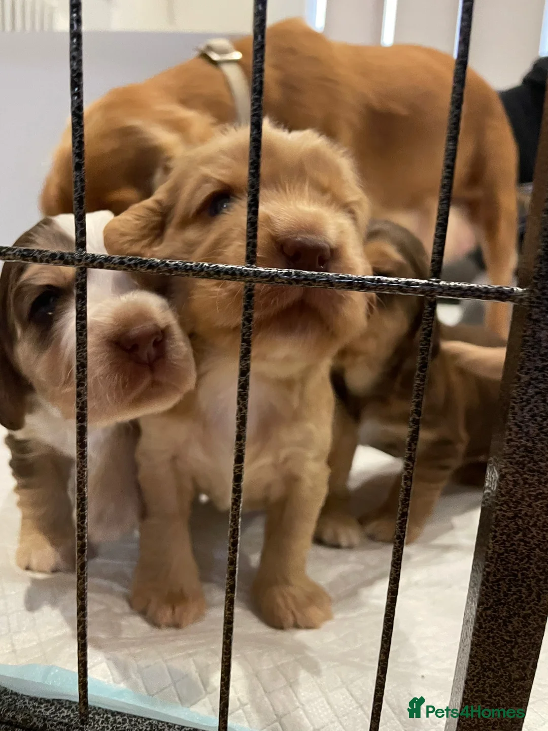 Cocker Spaniel dogs for stud: Cocker Spaniel Chocolate Sable for stud in Bedford - Advert 28