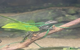 Bearded Dragon reptiles for sale: Baby Red Leatherback Bearded Dragons - Image 4