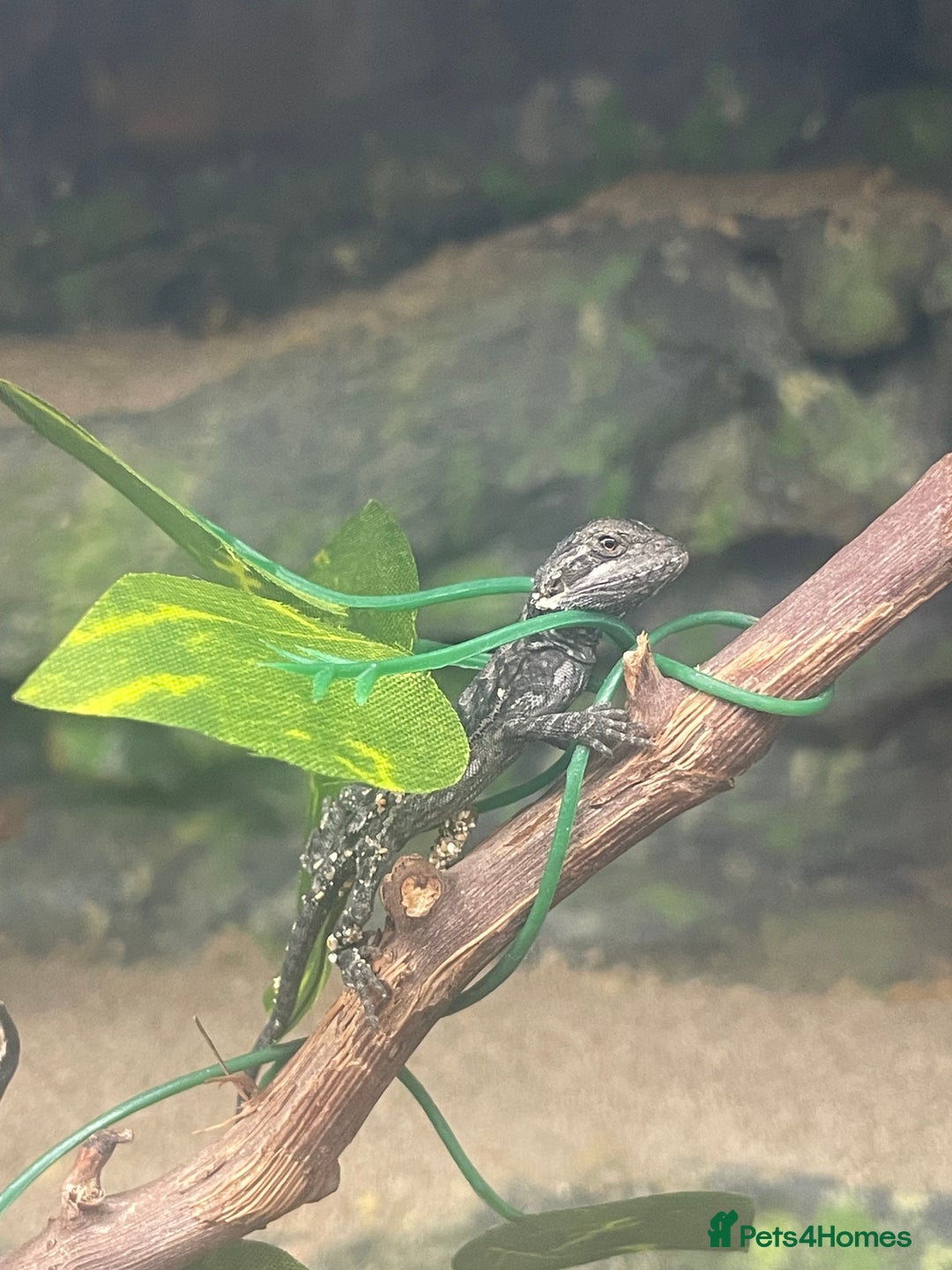 Bearded Dragon reptiles for sale: Baby Red Leatherback Bearded Dragons - Image 4