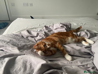 Mixed Breed cats Beautiful cat sunny - Advert 1