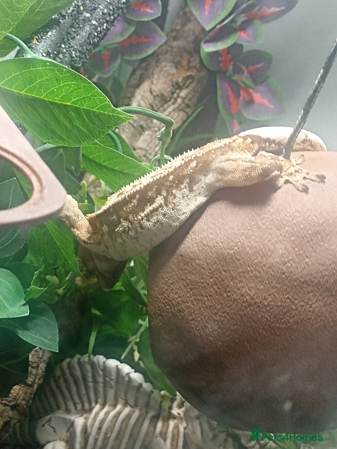 Gecko reptiles for sale: Part pinstripe harlequin female with full setup - Image 2