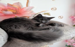 Mixed Breed cats for sale: Free Beautiful Young Female Cat for a new home - Advert 4