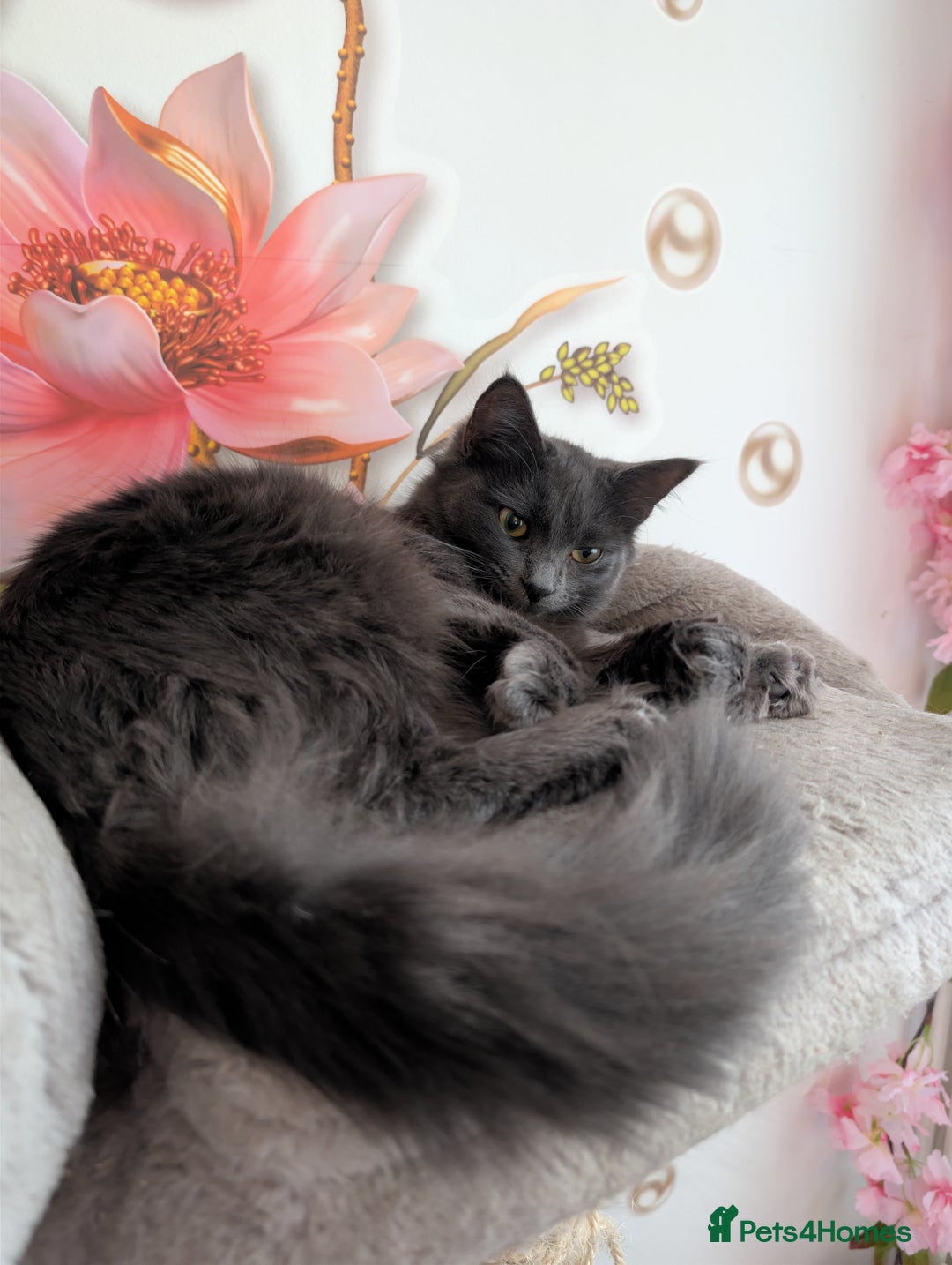 Mixed Breed cats for sale: Free Beautiful Young Female Cat for a new home - Advert 4