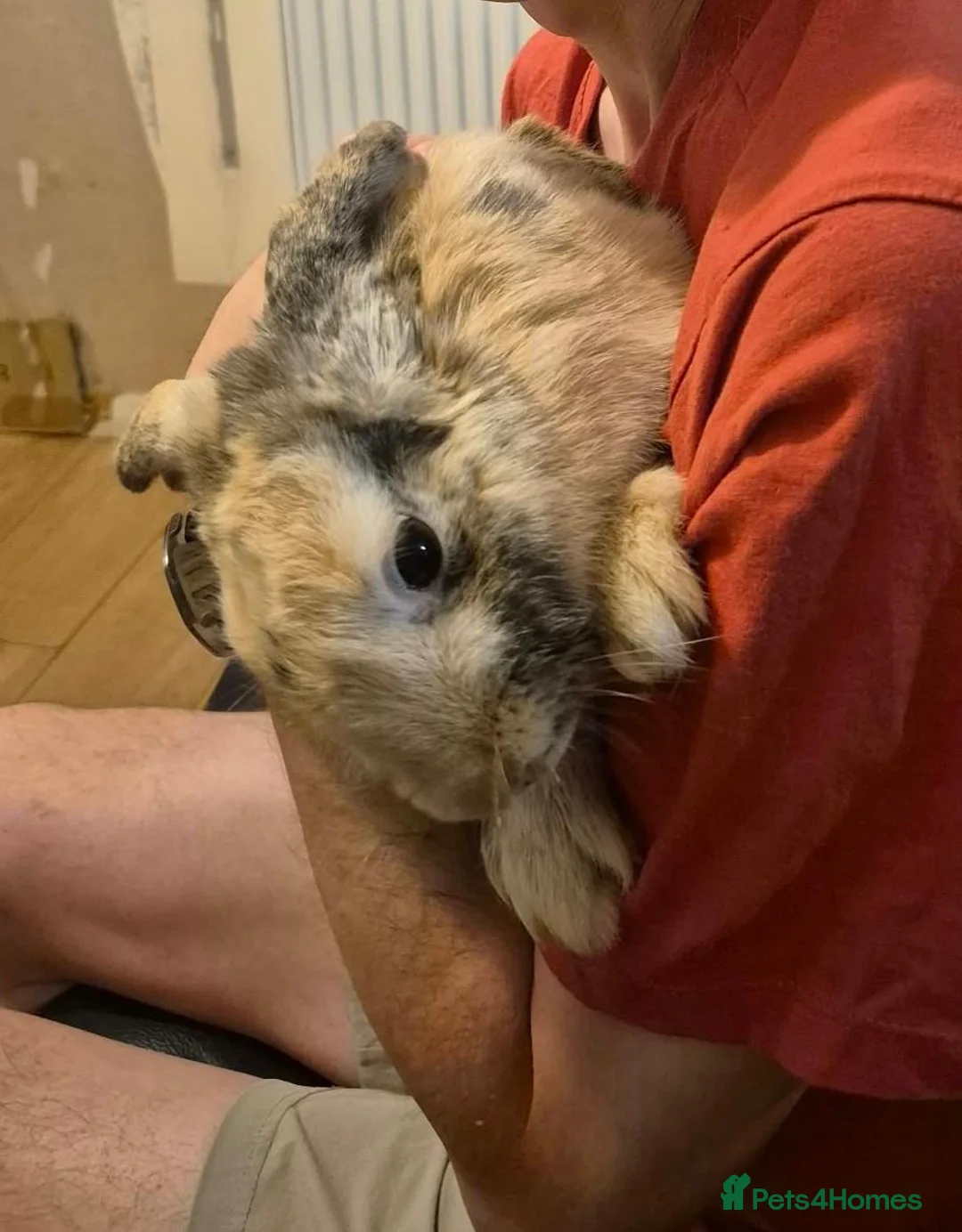 Mini Lop rabbits for sale: Mini Lop Rabbit  in New Malden - Advert 2