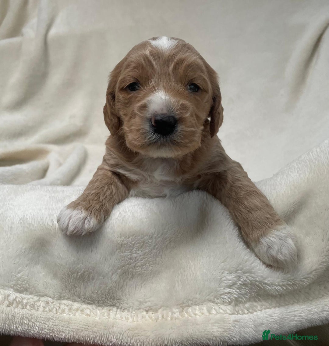 Cockapoo dogs for sale: F2 cockapoo puppies for sale - Advert 3