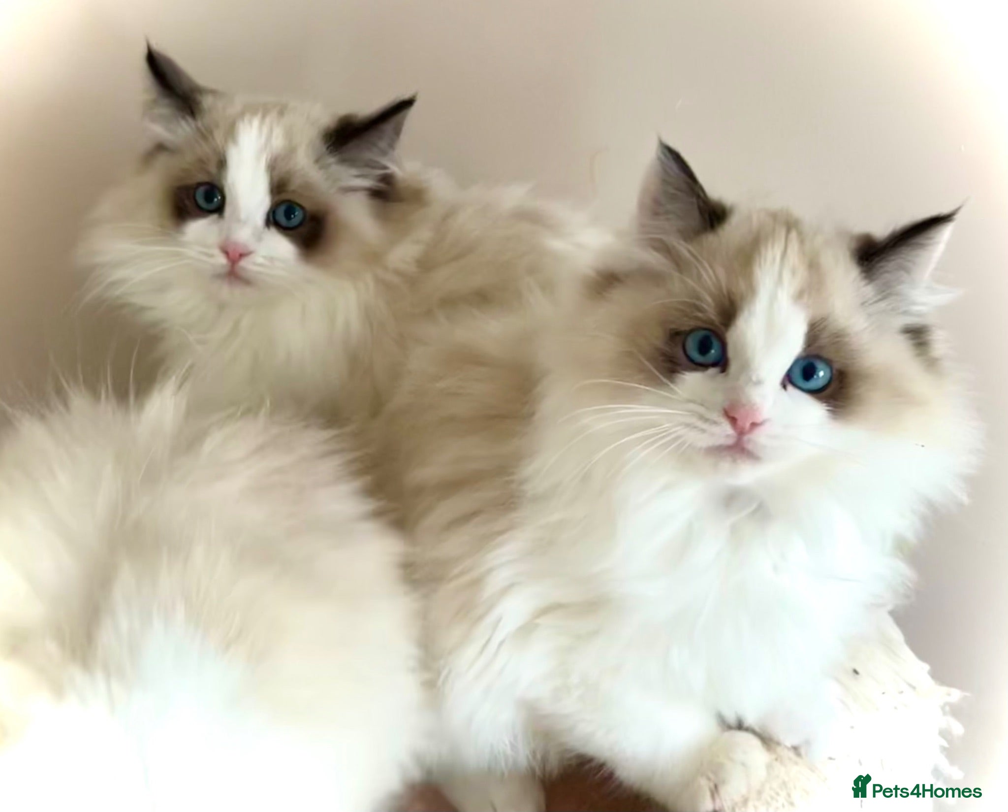 Ragdoll cats Elite TICA Ragdoll Kittens from Champion Lines  - Advert 1