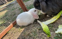Mini Lop rabbits for sale: 2 doe Mini lop bunnies  - Image 6