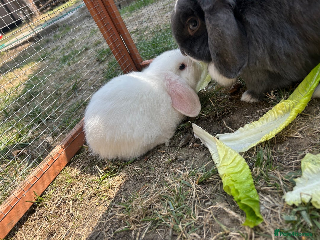 Mini Lop rabbits for sale: 2 doe Mini lop bunnies  - Image 6