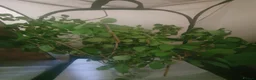 Stick Insects invertebrates for sale: Indian Stick Insect nmphs for sale  - Advert 2