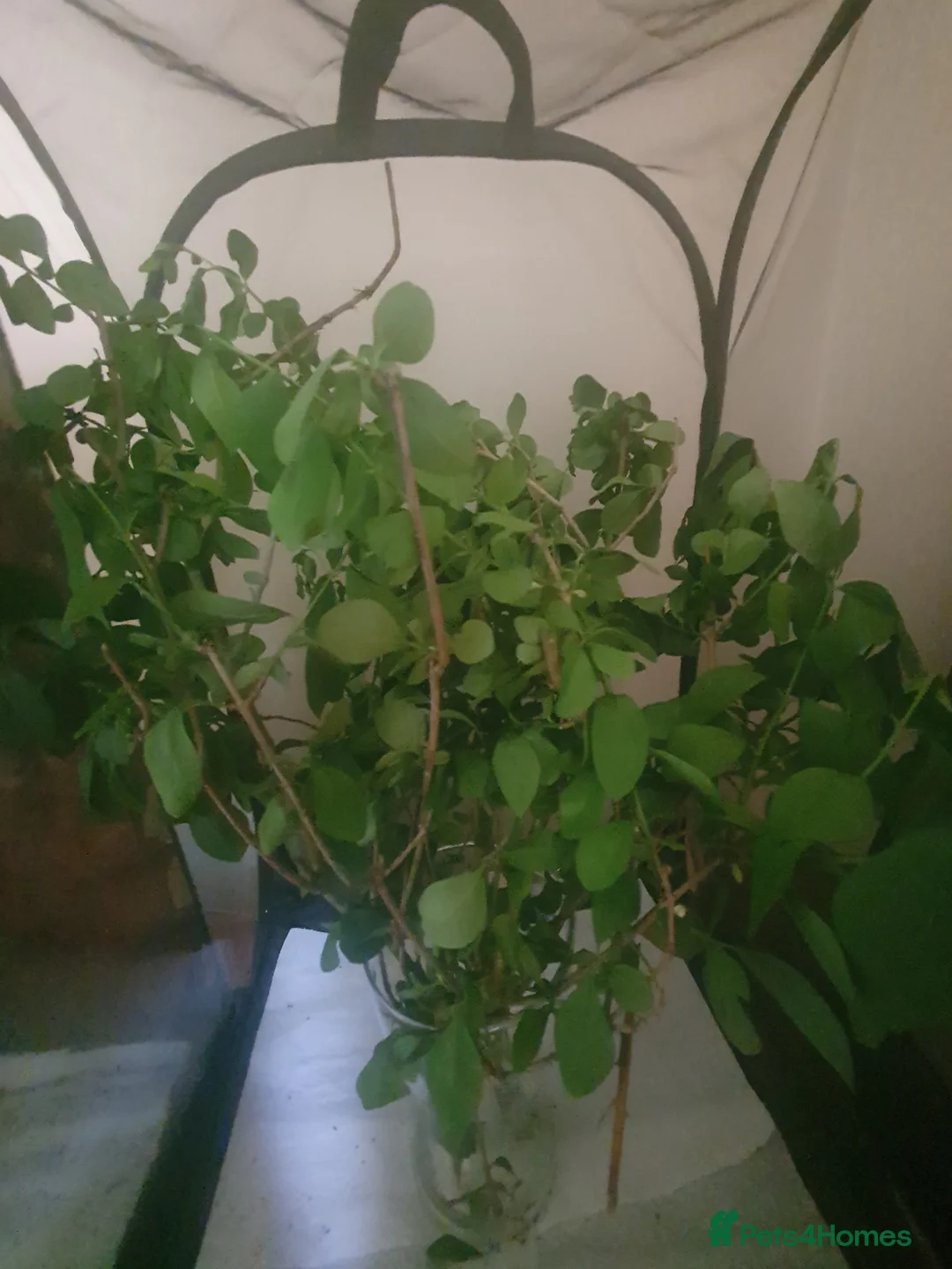 Stick Insects invertebrates for sale: Indian Stick Insect nmphs for sale  - Advert 2