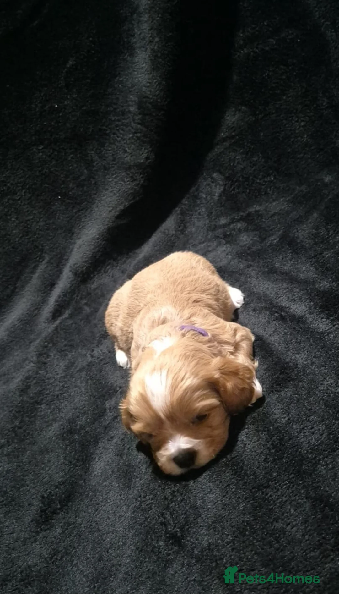 Cava Tzu dogs for sale: Cava-Tzu pups - Advert 19