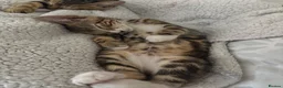 Mixed Breed cats for sale: Bengal cross Kittens – One Male & One Female - Advert 7