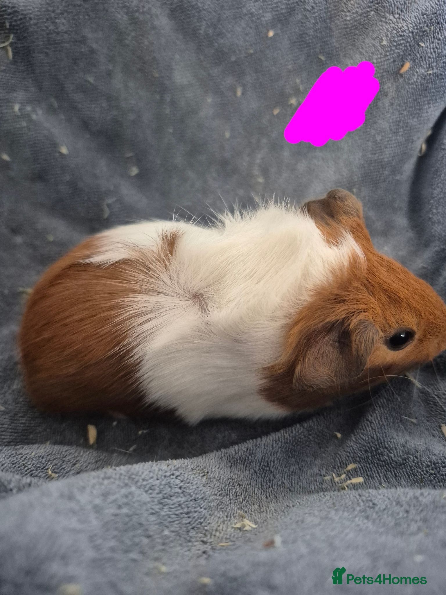 Guinea Pig rodents Many little piggies for sale!  - Advert 6