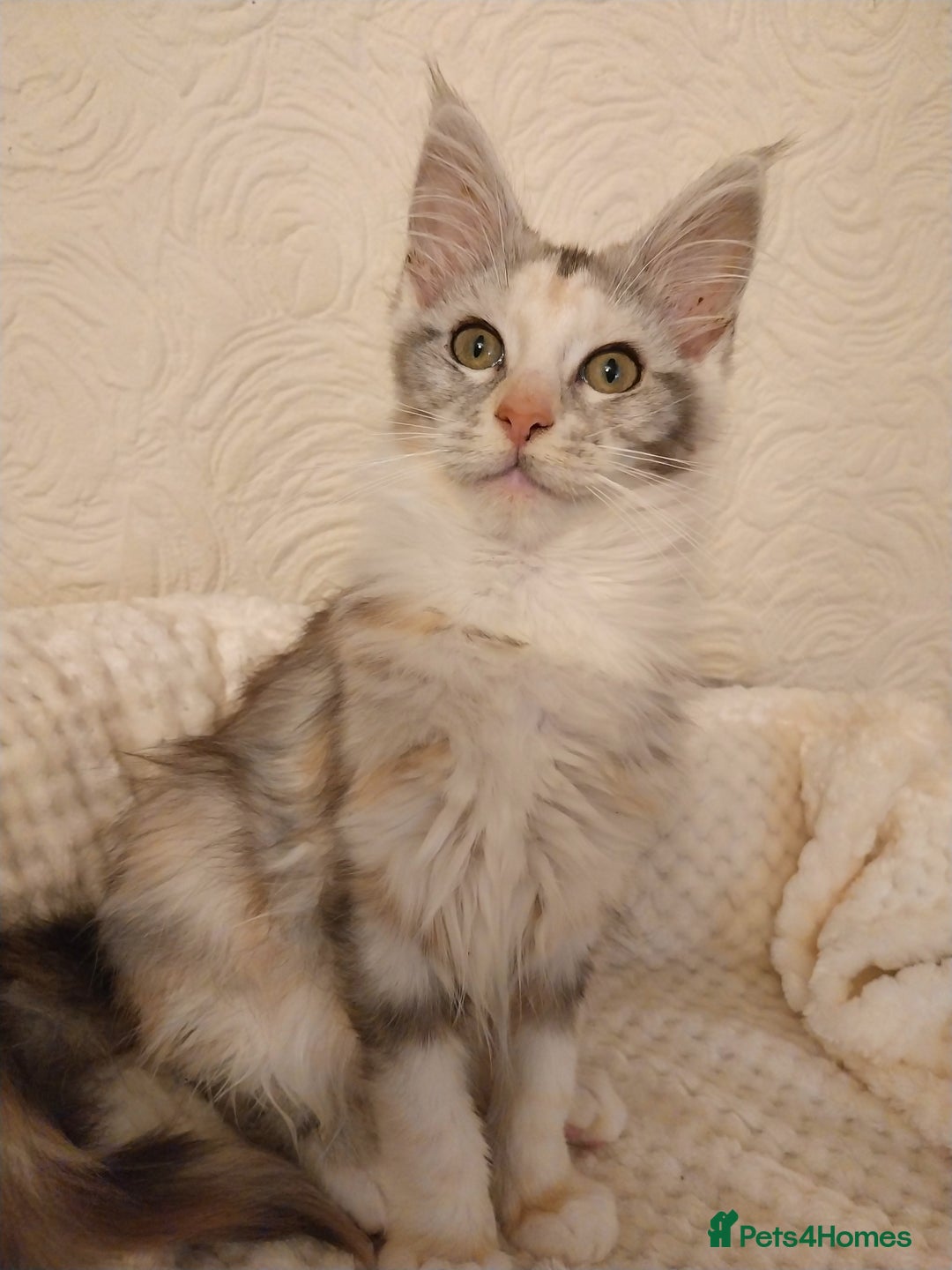 Maine Coon cats for sale: Stunning Maine Coon Kitten. Tica Reg. Tortie. - Advert 8