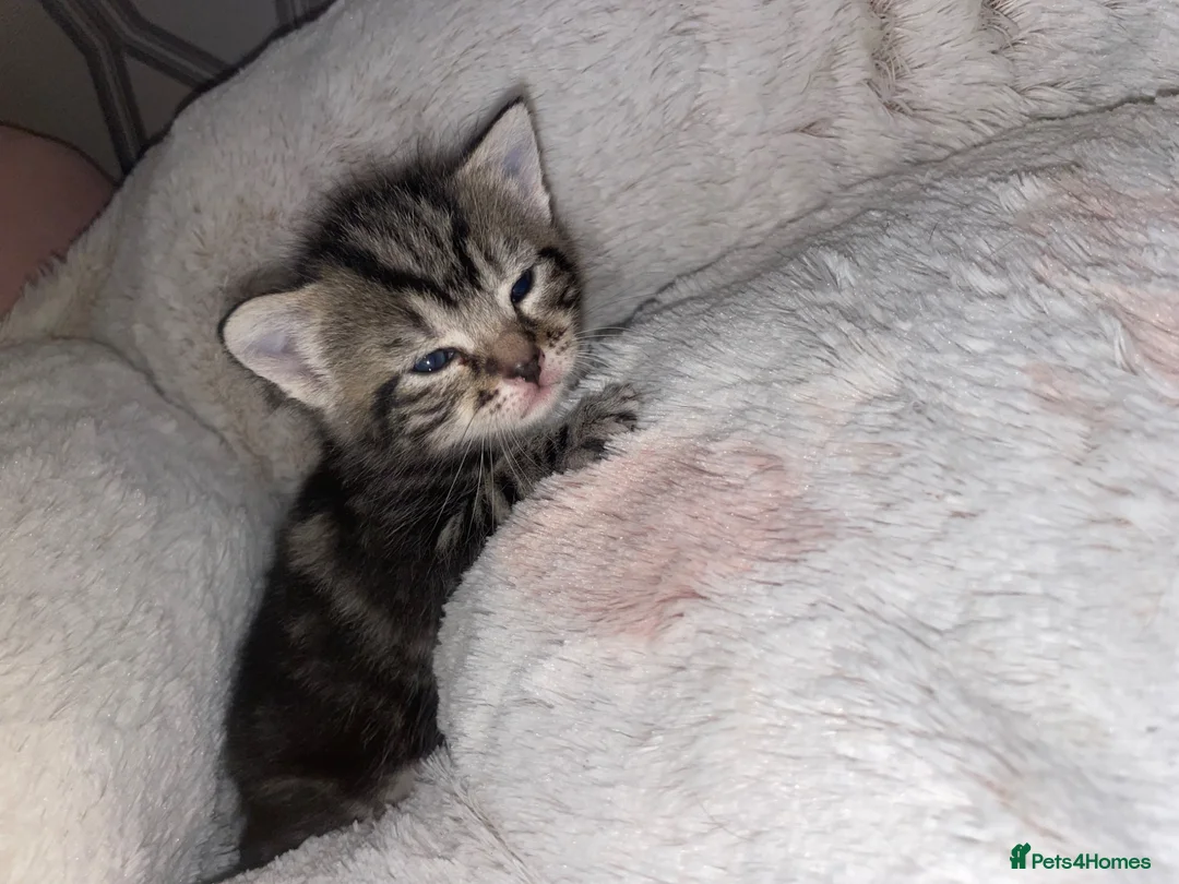 Mixed Breed cats for sale: 1 Female Tabby  - Advert 2