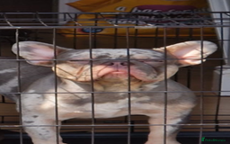 French Bulldog dogs for stud: 🔥PABLO🔥Male stud please read description!!  - Image 2