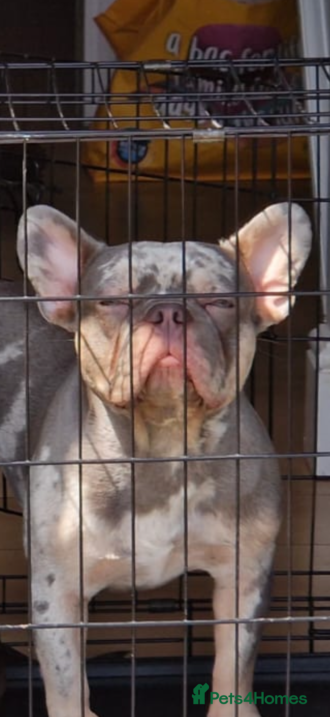 French Bulldog dogs for stud: 🔥PABLO🔥Male stud please read description!!  - Image 2