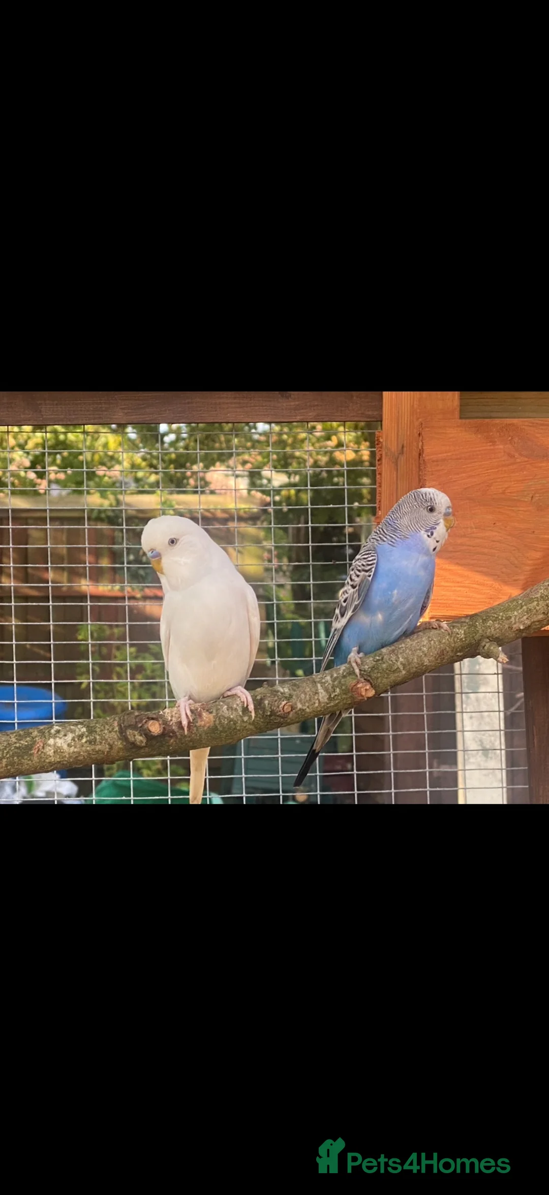 Mixed Breed birds for sale: Birds  - Advert 3