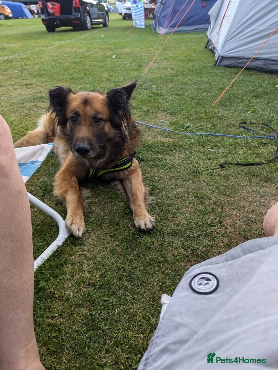 Mixed Breed dogs for sale: German shepherd cross collie - Advert 1