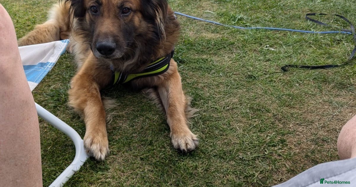 German shepherd cross collie for sale in Durham | Pets4Homes