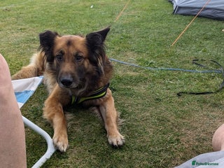 Mixed Breed dogs German shepherd cross collie - Advert 1