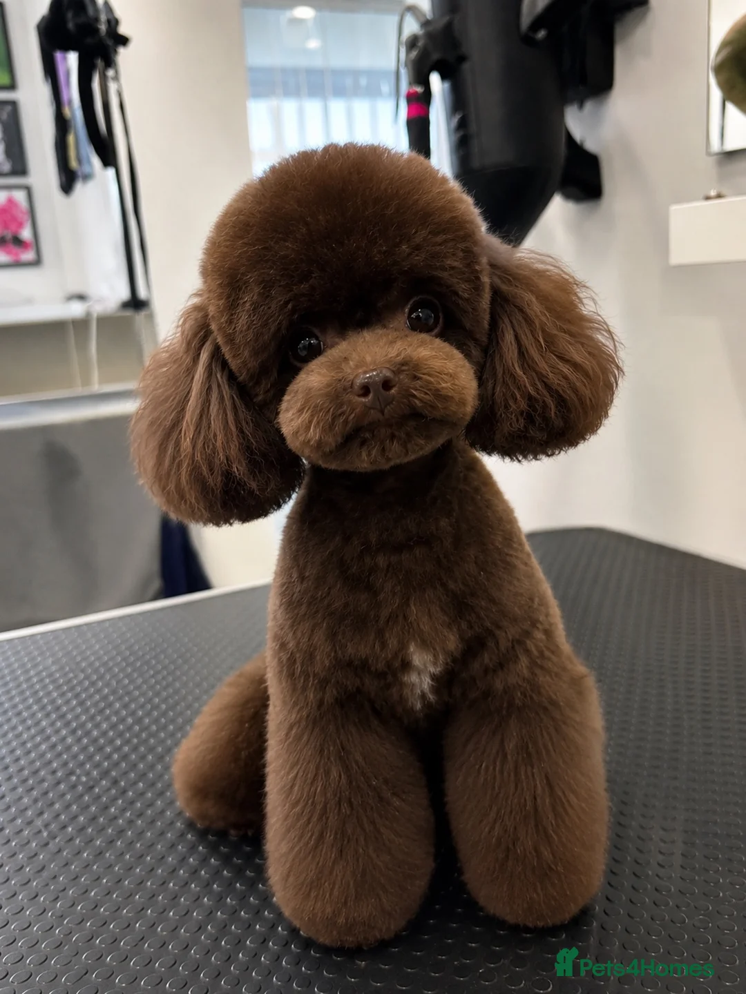 Toy Poodle dogs for sale: Chocolate Asian tiny toy poodles for sale  - Advert 2