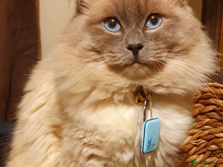 Ragdoll cats - Advert 4