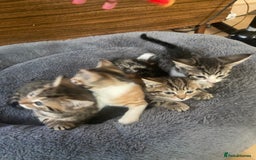 British Shorthair cats for sale: English tabby kittens for sale  - Image 1