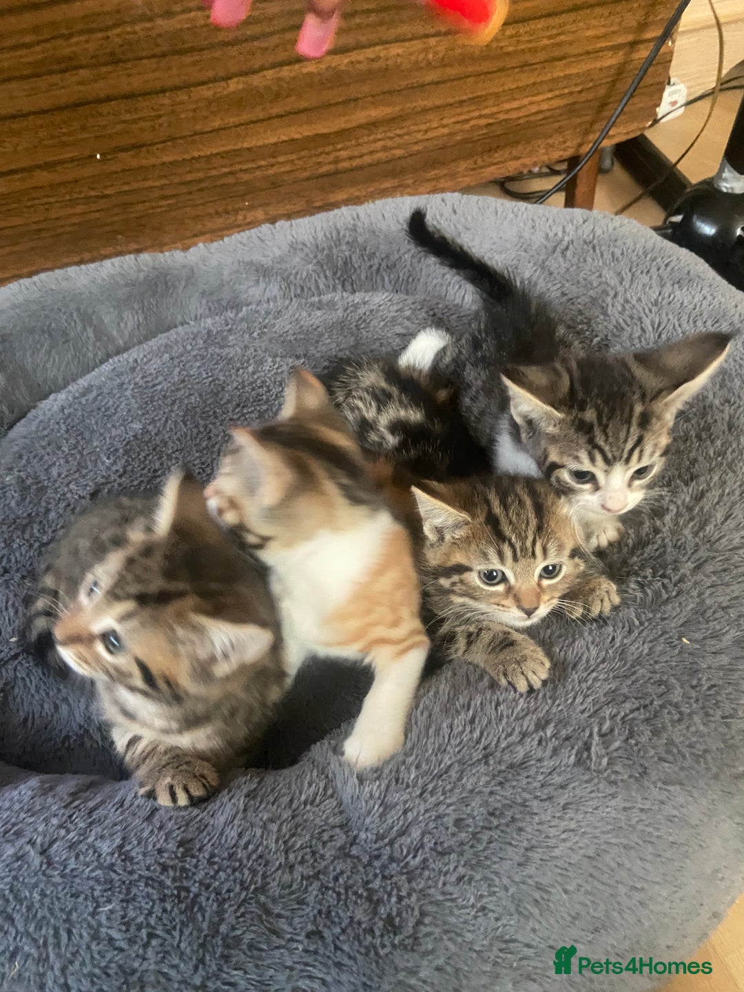 British Shorthair cats for sale: English tabby kittens for sale  - Image 1