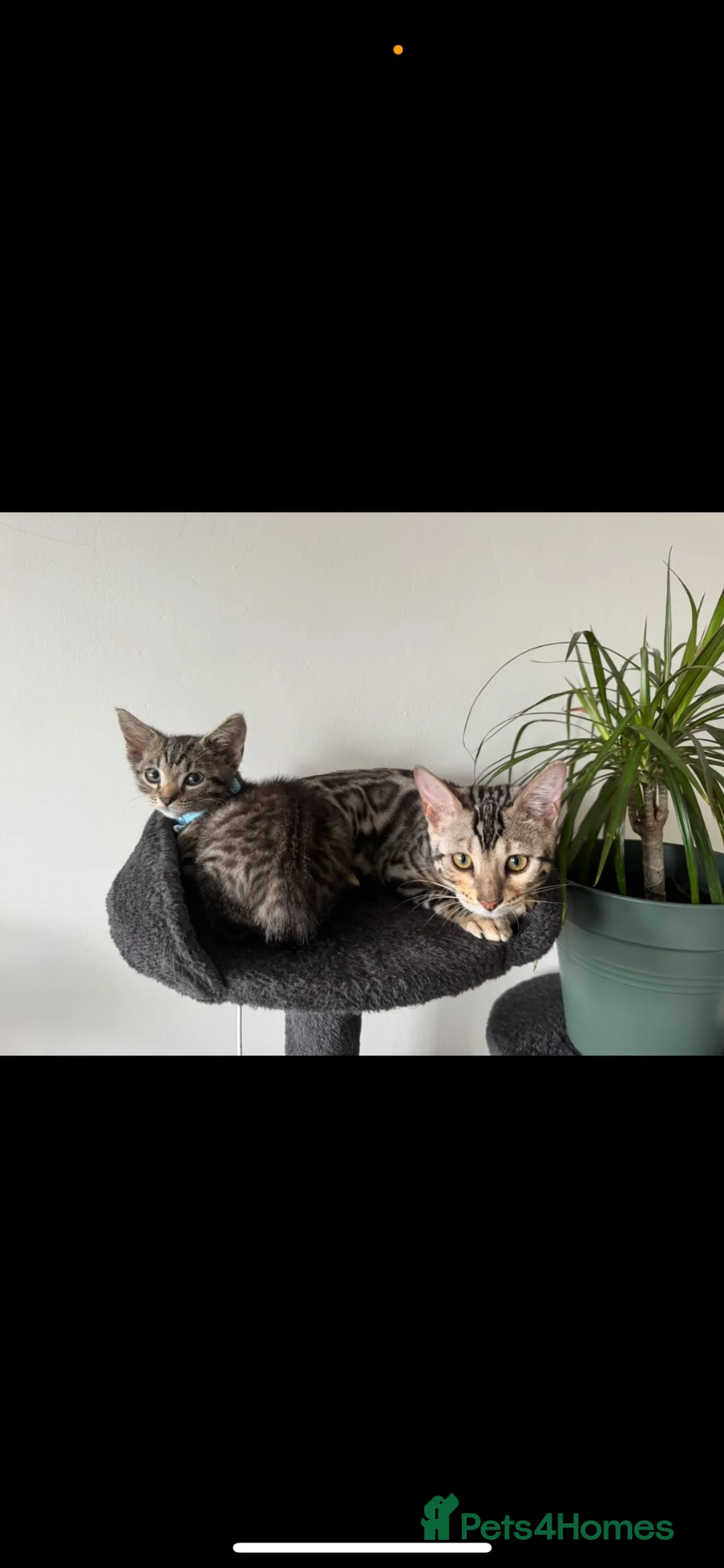 Bengal cats for sale: silver female bengal  - Advert 2
