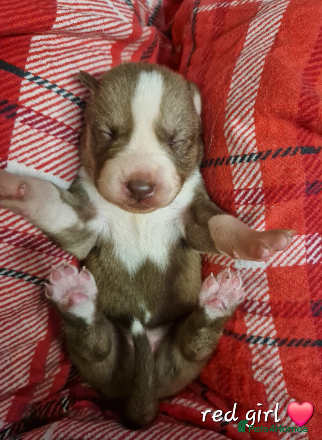 Siberian Husky dogs for sale:  Beautiful Siberian Husky Agouti Puppies ❤️ - Advert 7