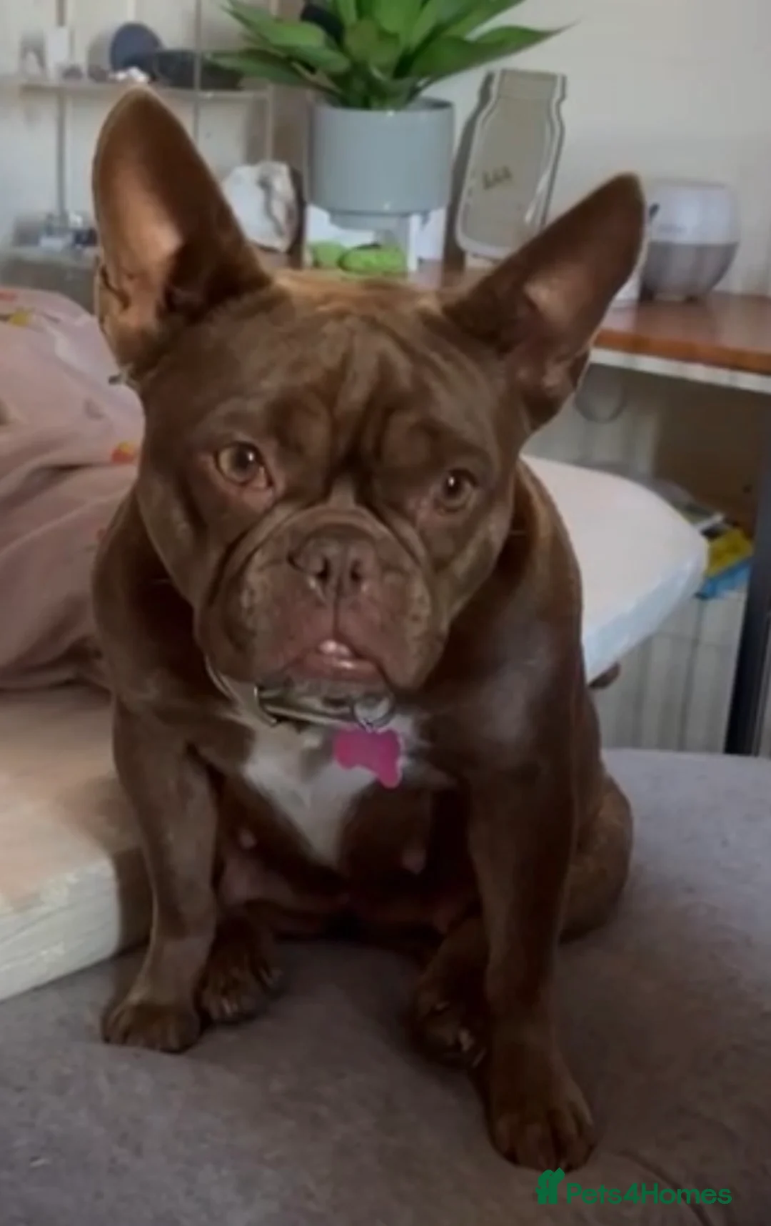 French Bulldog dogs for sale: Looking for a new forever home - Advert 2