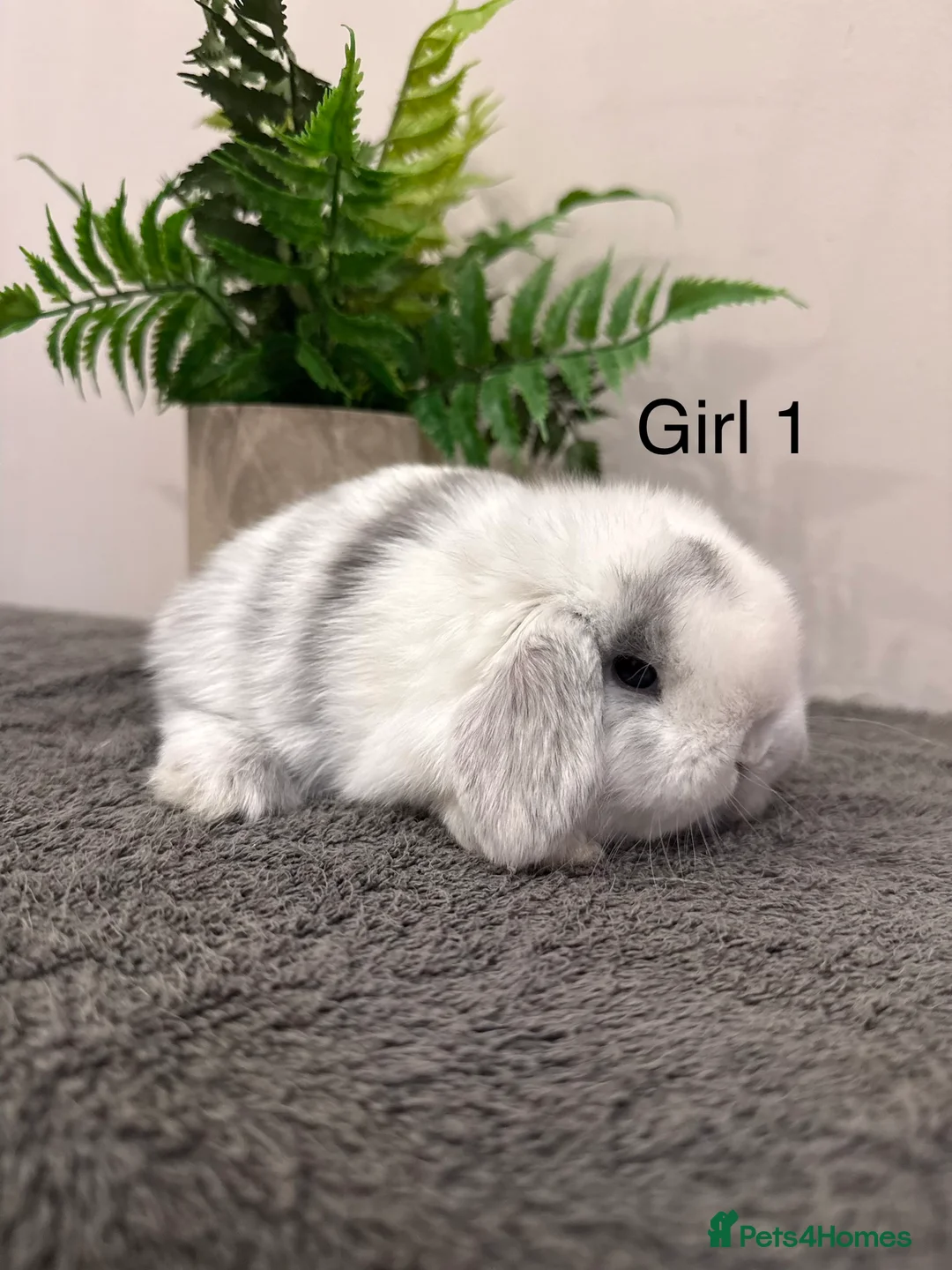 Mini Lop rabbits for sale: ✨Stunning Magpie & Harlequin Mini Lops✨ - Advert 9