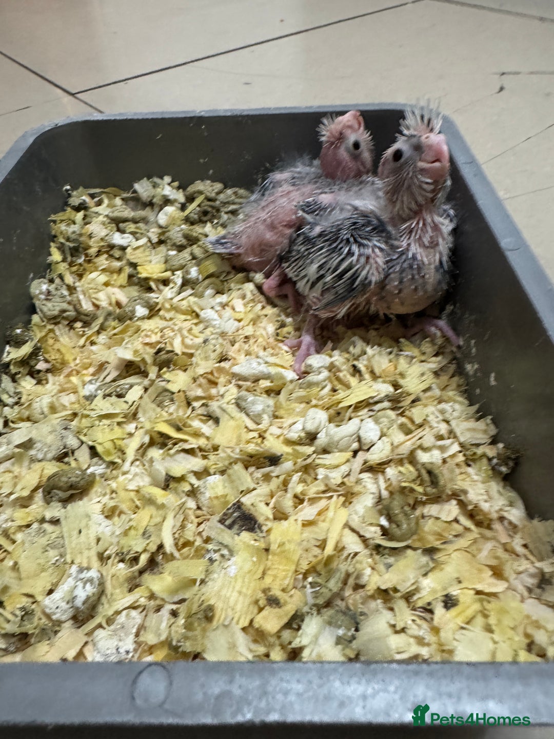 Cockatiels birds for sale: Cockatiel baby  - Advert 4