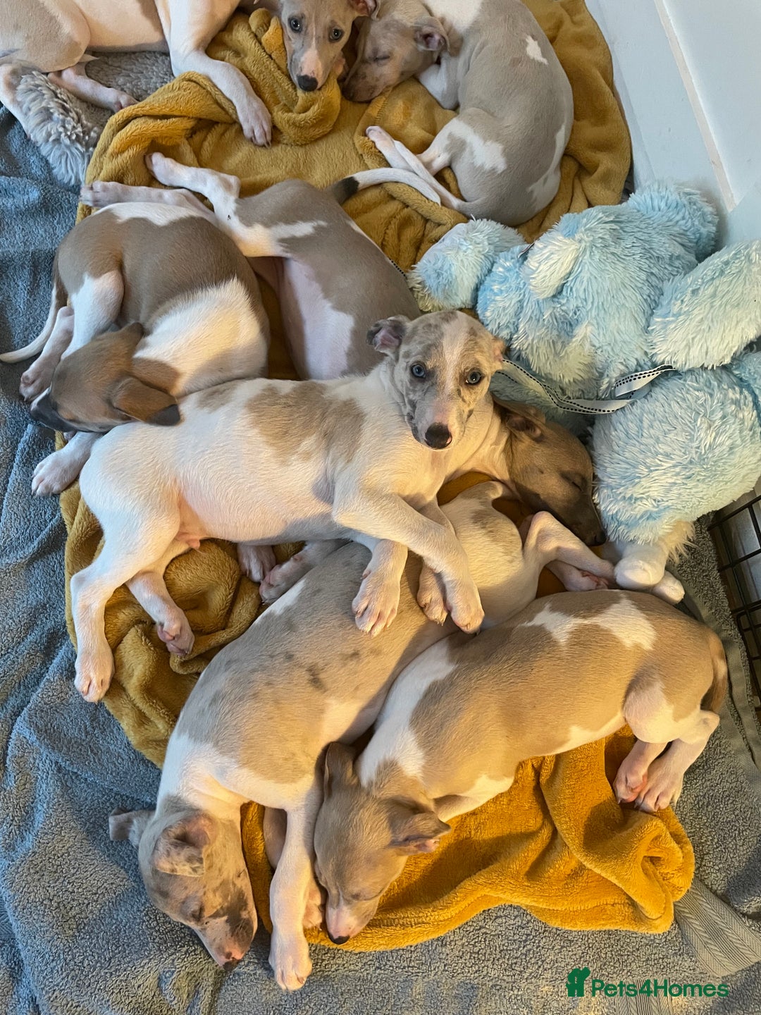 Whippet dogs for sale: Whippet pups  - Image 26