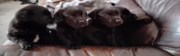Labrador Retriever dogs for sale: KC Registered Stunning Labrador puppies  - Advert 6