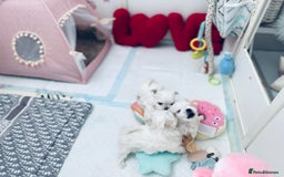 Maltese dogs for sale: ⭐️ Ready NOW Tiny & Cute Full Korean Maltese ⭐️ - Image 8